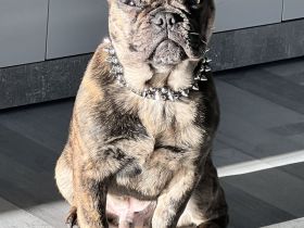 Französisch Bulldogge Junghund