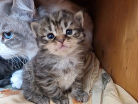 Neva Masquerade/ EKH Mix Kitten