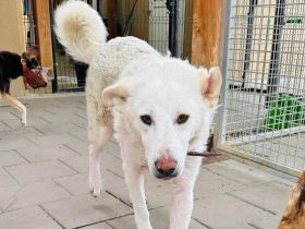 Kahoku - freundlich, aktiv