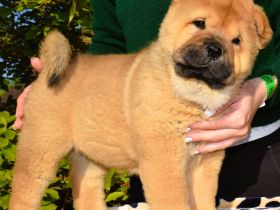 Smooth chow chow puppies (FCI pedigree)