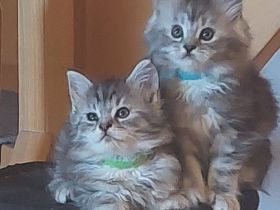 Maine Coon Kitten
