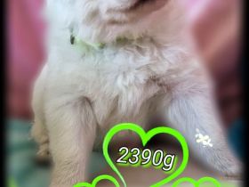 Weisse Langstockhündin, mit Papieren❣️