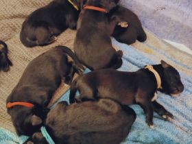 Münster-Berner-Berger-Blanc Welpen