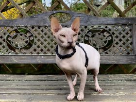 Wir suchen Spielkamarden Sphynx!!