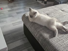 Britisch Kurzhaar Katze