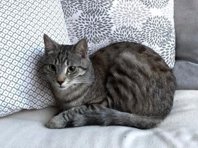 Unser Aiku sucht ein neues Zuhause mit Freigang