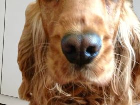 English Cocker Spaniel Hündin gesucht