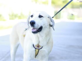 Lina sucht ihr Für-immer-Zuhause