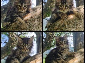 Reinrassige Maine Coon Kitten