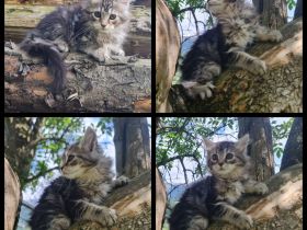 Reinrassige Maine Coon Kitten