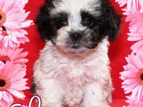 Bolonka Zwetna Welpe sucht Traumschlösschen