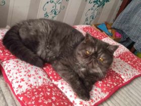 Exoticshorthair Kater