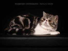 Exoticshorthair Kater
