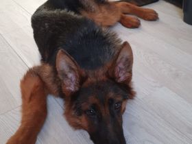 Altdeutscher Schäferhund Welpe