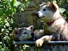 4 kerngesunde, reinrassige Alakan Malamute, geb. 6.5.2024
