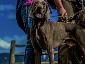 Deckrüde Weimaraner