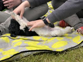 Großpudel schwarz weiß suchen ihre Familie