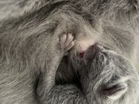 Russisch Blau Kitten mit Stammbaum