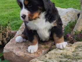 Berner Sennenhund Welpe