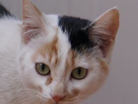 Cooky, geb. ca. 08/2023, lebt in GRIECHENLAND, auf einer privaten Pflegestelle