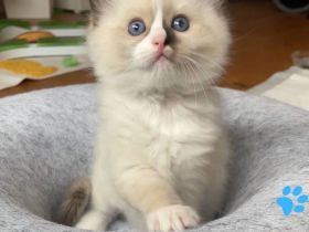 Wunderschöne Ragdoll Kätzchen mit Stammbaum