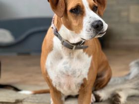 Faith - tapfere Hündin mit großem Herz