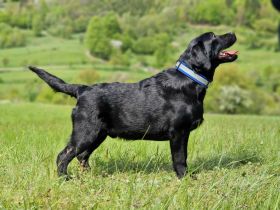 Labrador retríever- schwarze Welpen mit FCI-Stammbaum