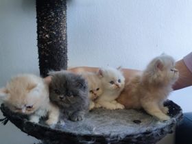 Perser Kitten (5×) zum Verlieben, ab Juni abholbereit.