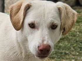 Nizza, geb. ca. 08/2022, lebt in GRIECHENLAND, im städt. Tierheim Serres