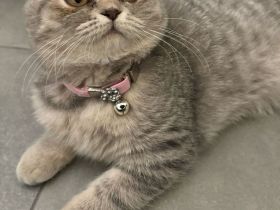 BKH 9 Monate / weiblich