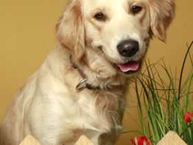 Wunderschöne Golden Retriever Welpen