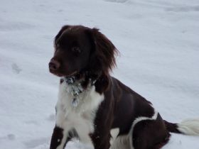 Kleine Münsterländer Welpen