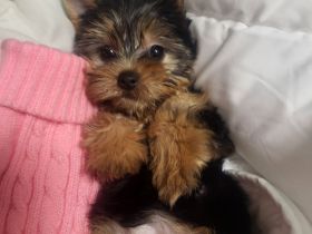 Neues Zuhause wird gesucht