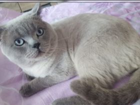 BKH Bluepoint Deckkater (kein Verkauf)