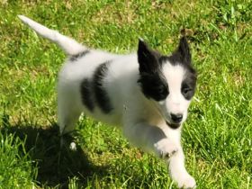 Border collie Australien shepherd Welpen