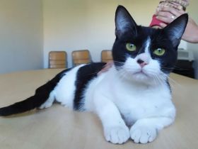 Vito - sehr verspielt, anhänglich und gesprächig