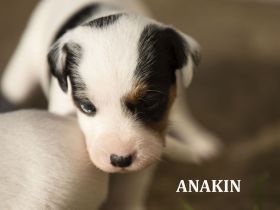 Parson-Russell-Terrier-Welpen