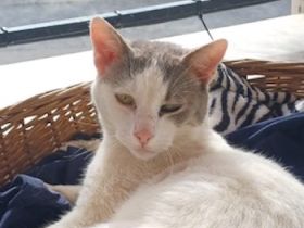 Asproulis, geb. ca. 11/2021, lebt in GRIECHENLAND, auf einer privaten Pflegestelle