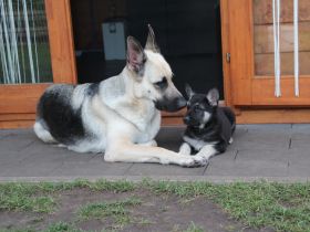 Osteuropäische Schäferhund Welpen
