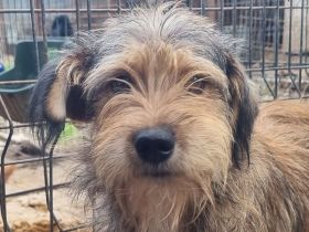 SOUL  ca.2 Jahre, 47 cm, niedliche, anfangs noch vorsichtige Hündin mit dem zauberhaften Struppifell