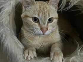 Leo sucht ein liebevolles Zuhause