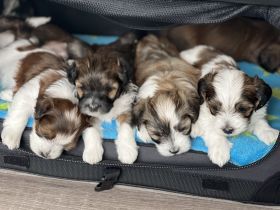 Havaneser Welpen mit Ahnentafel aus liebevoller Familienauszucht