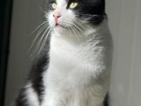 Conny, FIV positiv