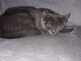 American Curl Kitten ,in der Farbe blue