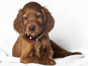Irish red Setter