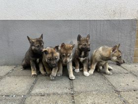 Tschechoslowakischer Wolfshund kaufen & verkaufen Snautz.de