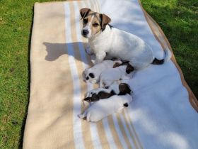Jack Russel Terrier Welpen