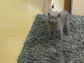 3 süße BKH Kitten suchen ein zu Hause