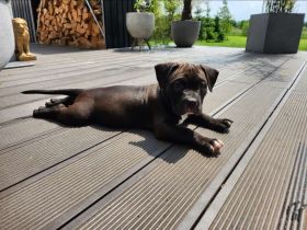 American Pocket Bully Hündin