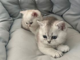 Reinrassige BKH Britisch Kurzhaar Silber,Cappuccino (mit Blauen Augen)Katzenbabys